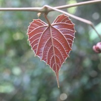 Ampelocissus indica (L.) Planch.